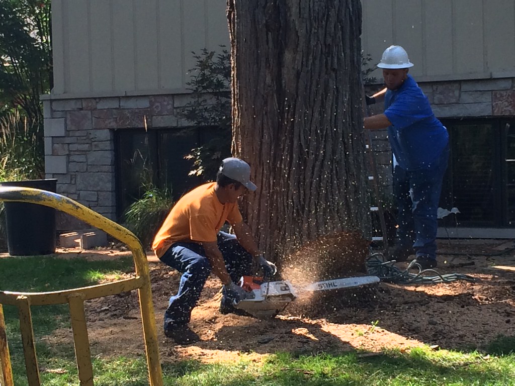 Arborist roped into a tree, removing it in sections with a chainsaw